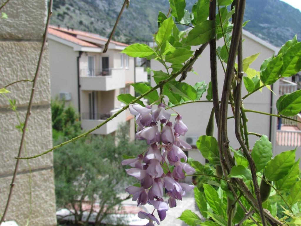 Apartmani Kovacevic Kotor Habitación foto